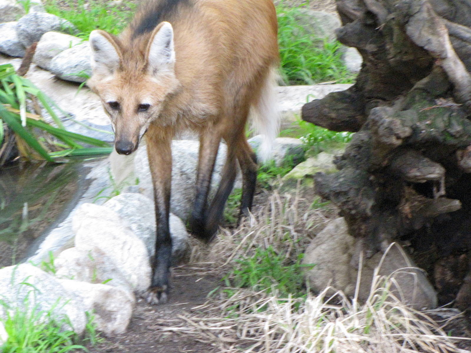 Maned Wolf