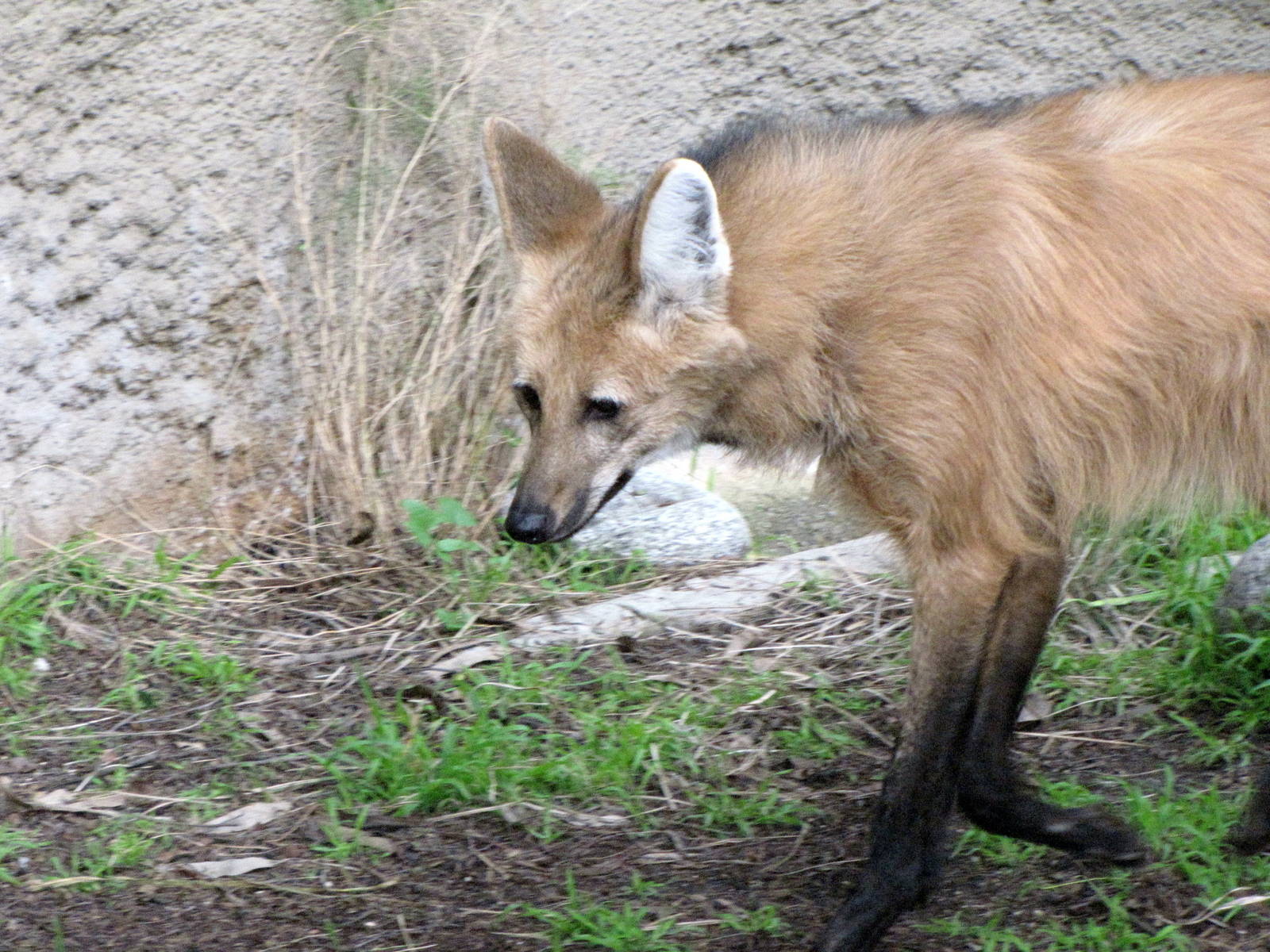 Maned Wolf