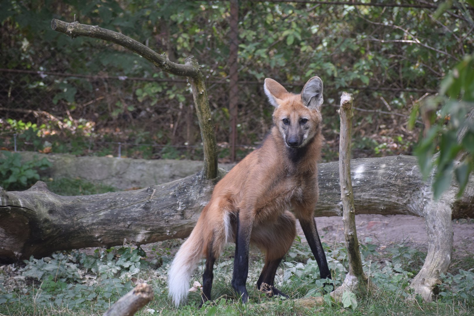 Maned wolf