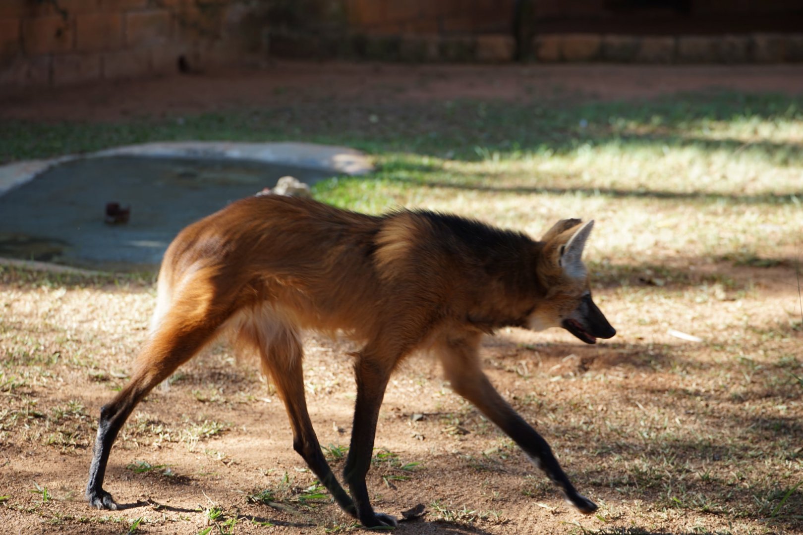 Maned Wolf