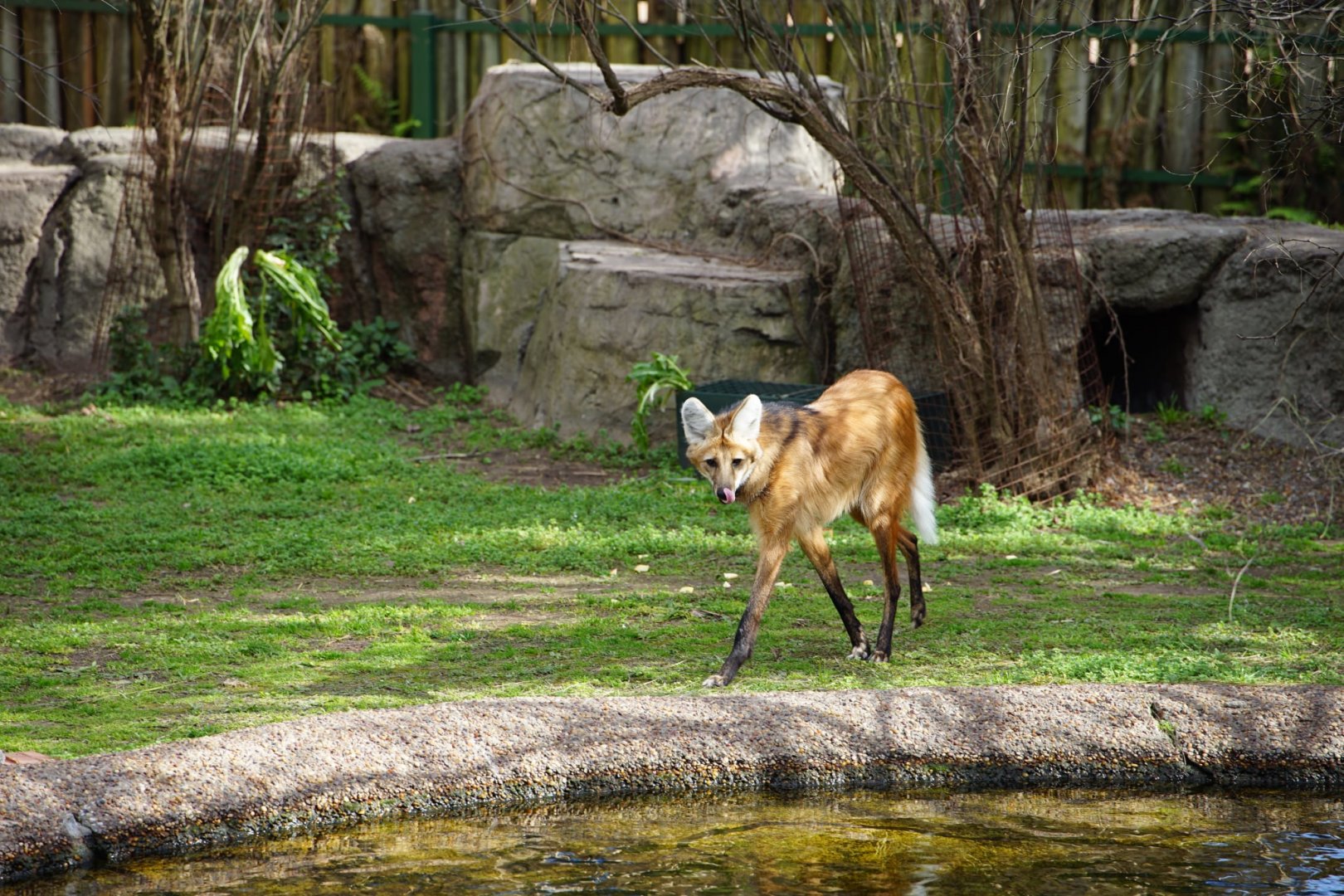 Maned Wolf