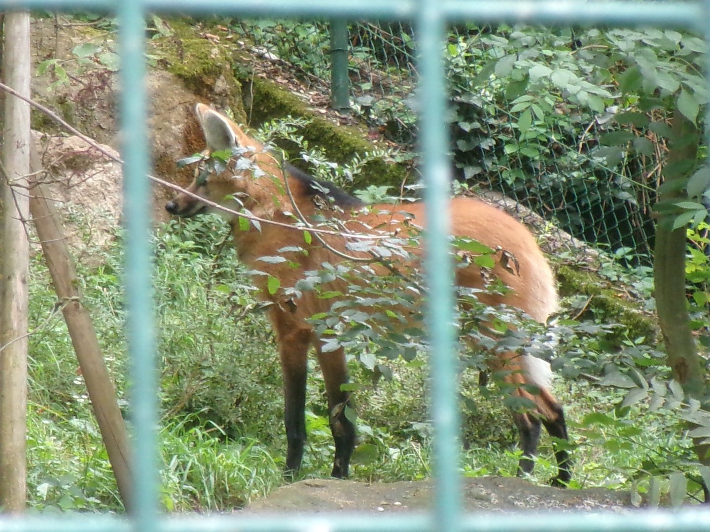 Maned wolf