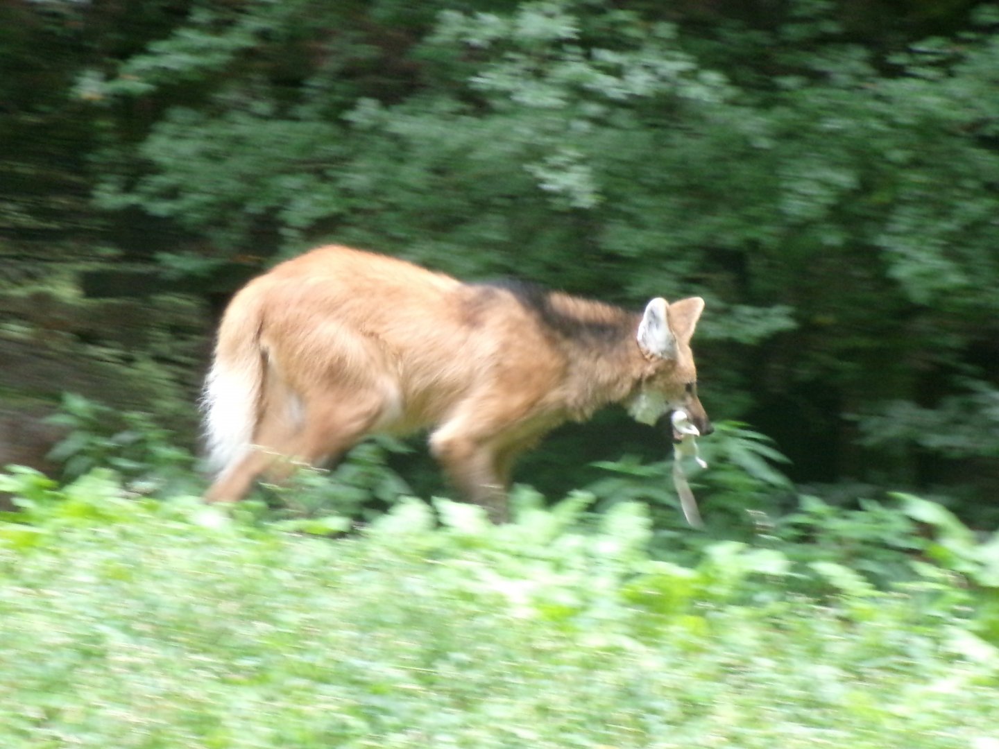 Maned wolf