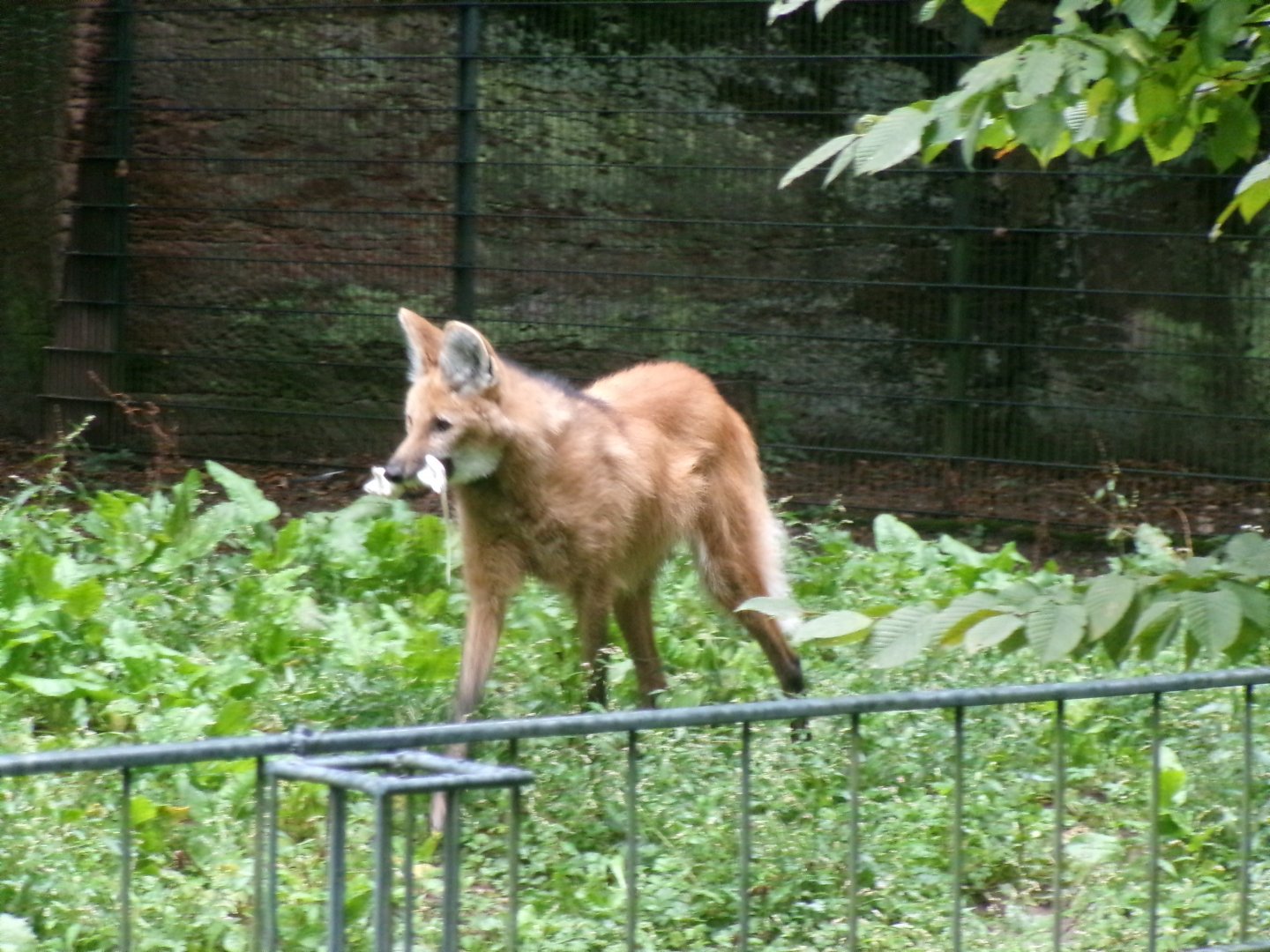 Maned wolf