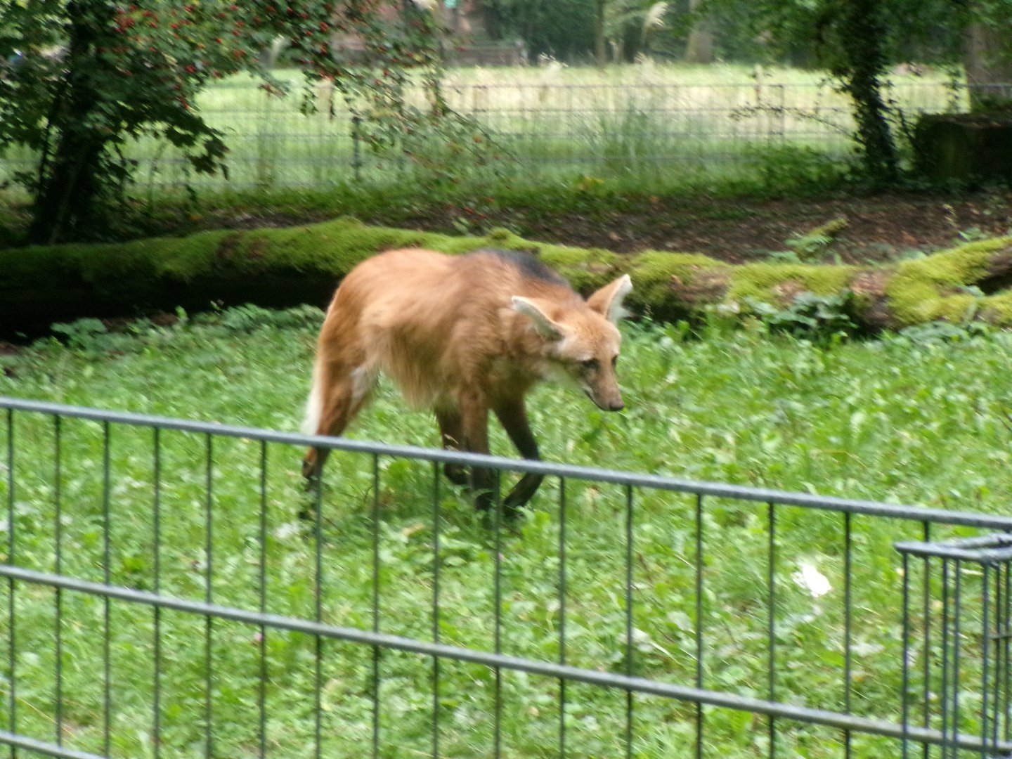 Maned wolf