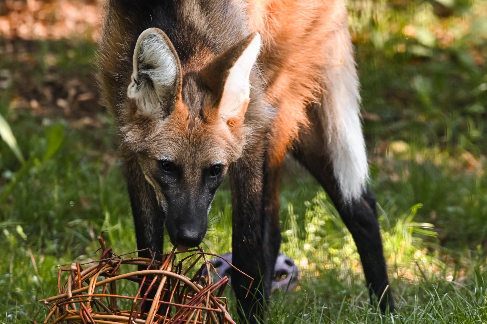 Maned wolf