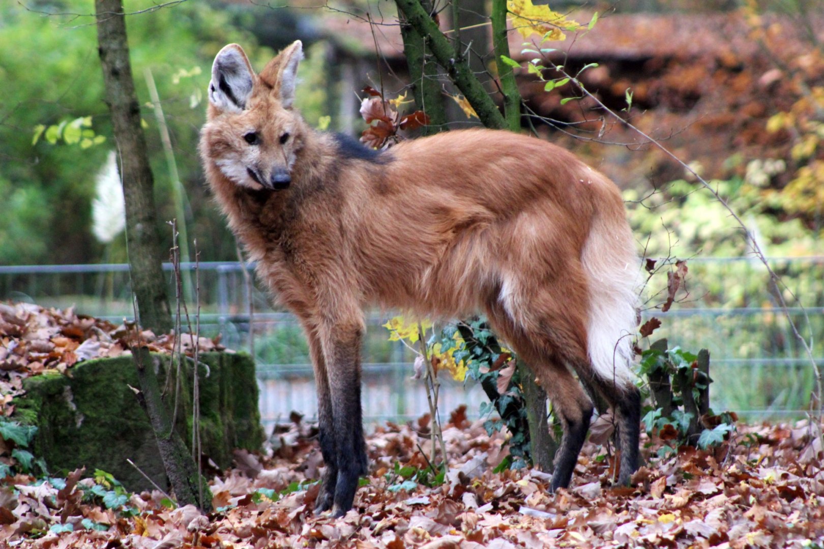 Maned Wolf