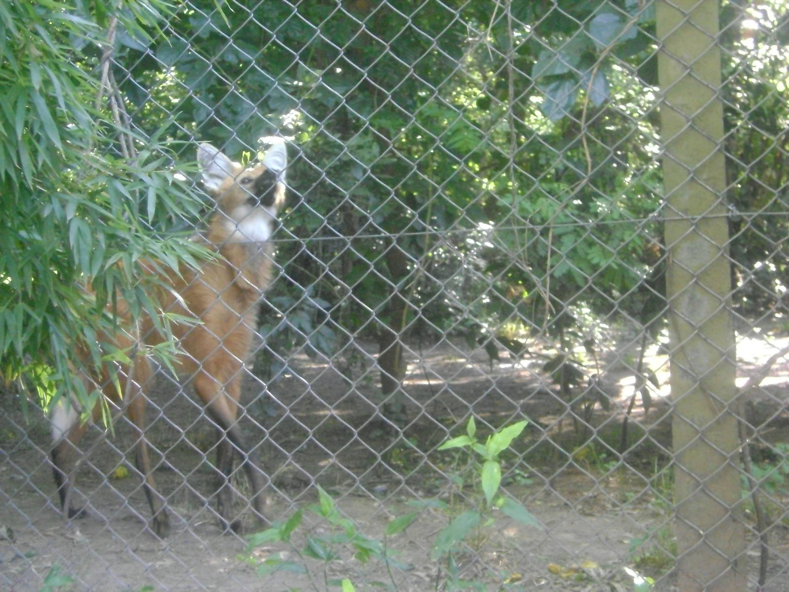 Maned wolf