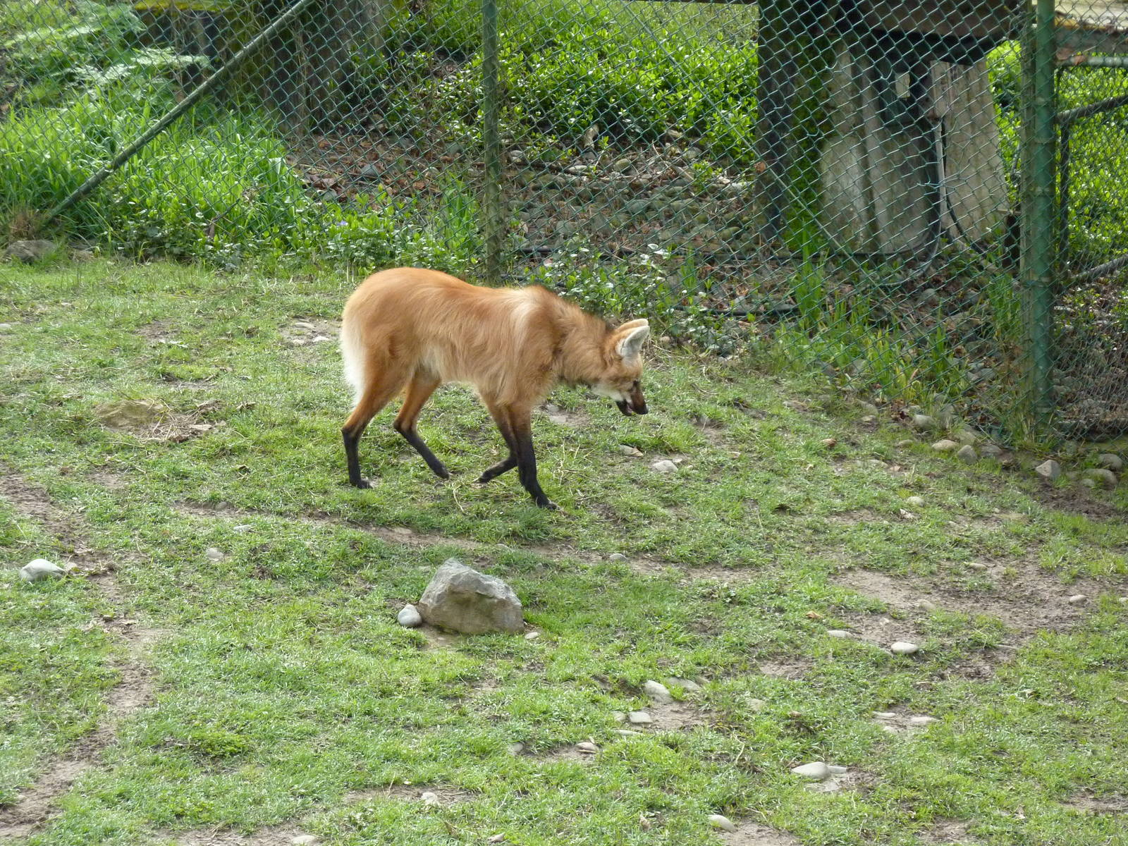 Maned Wolf