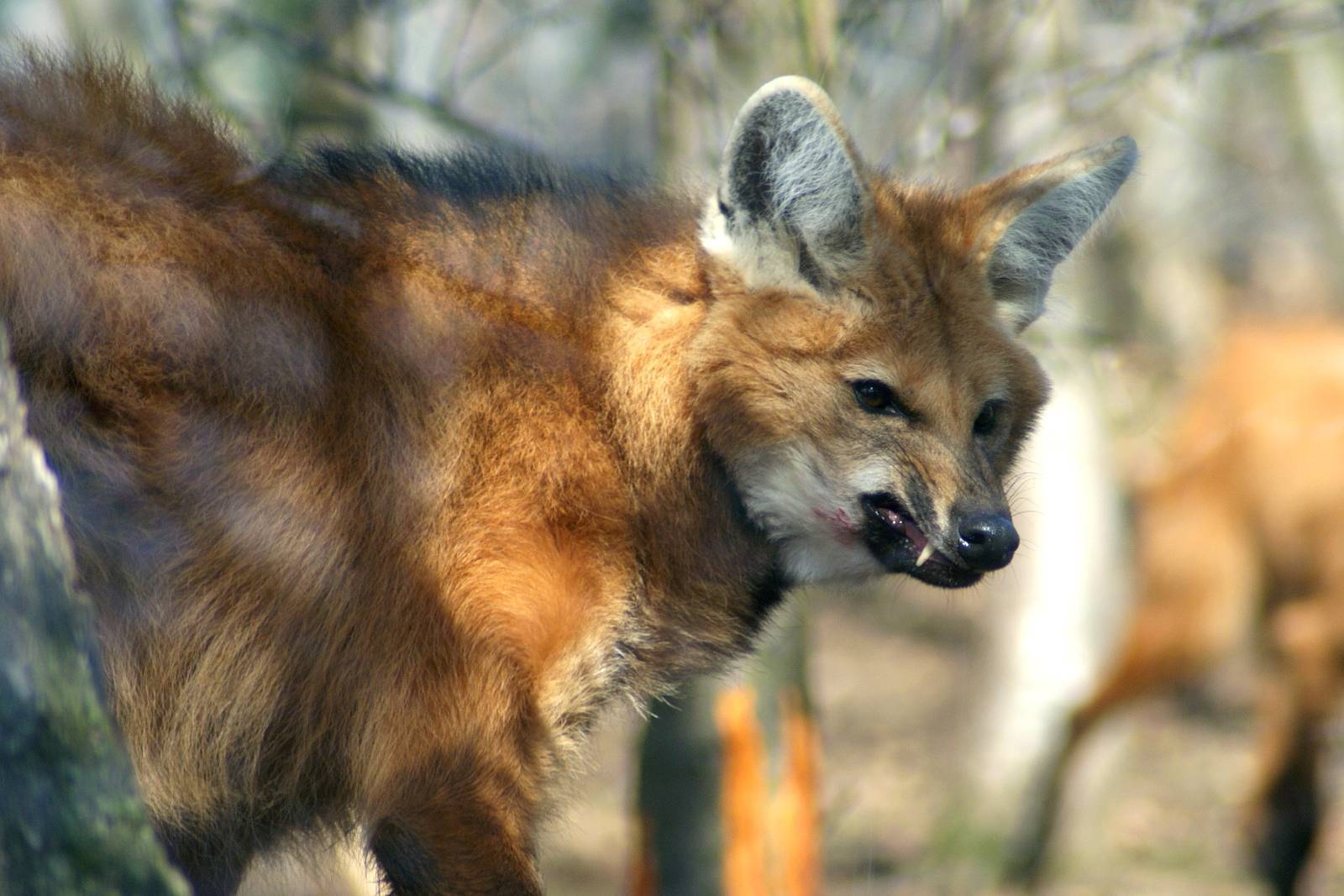 Maned Wolf