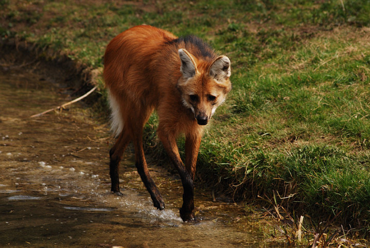 Maned wolf