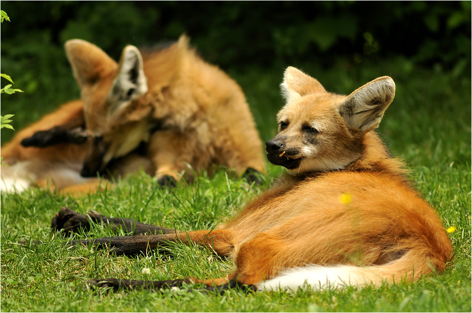 Maned wolfes at munich zoo