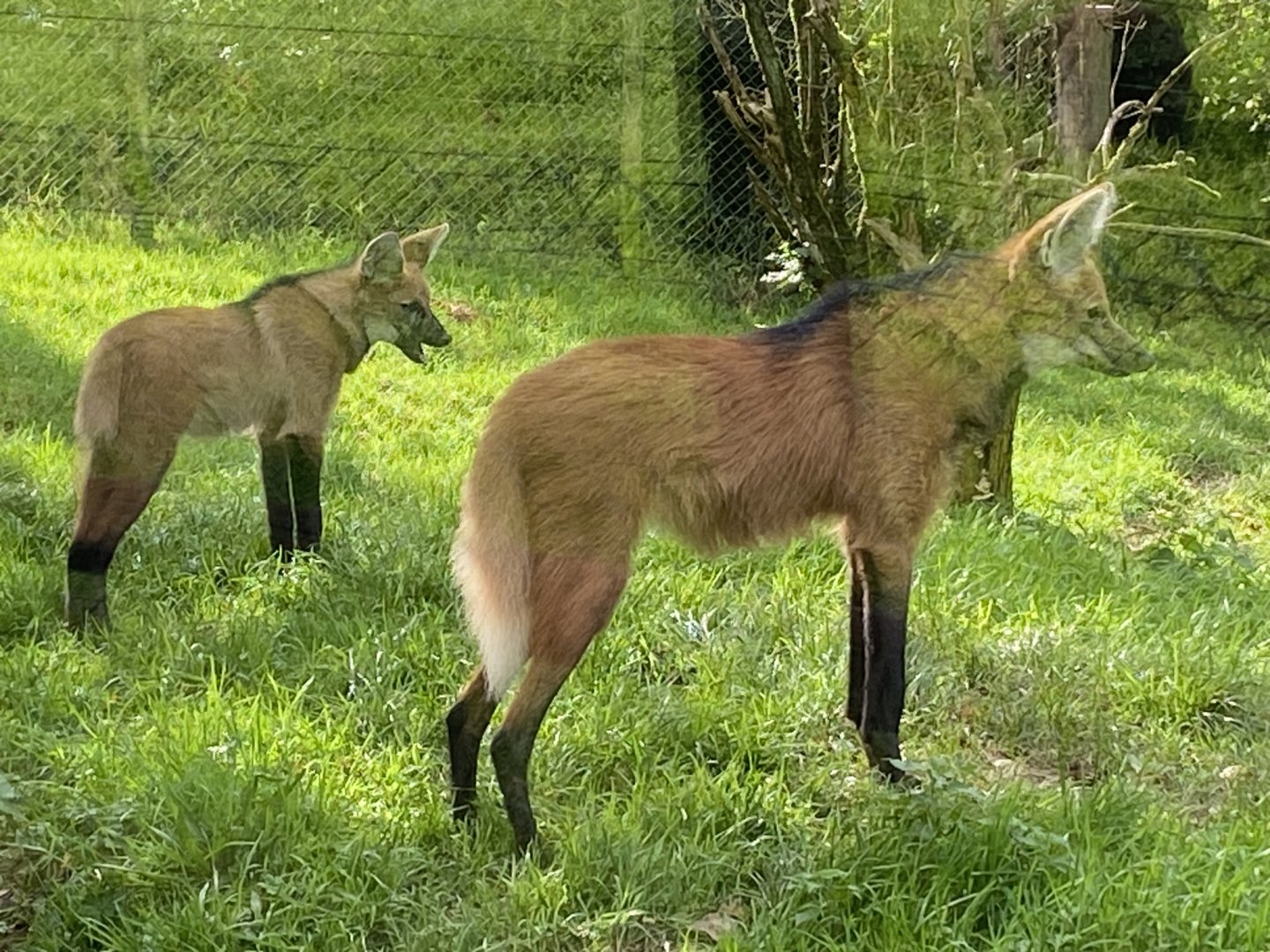 Maned wolves 141023