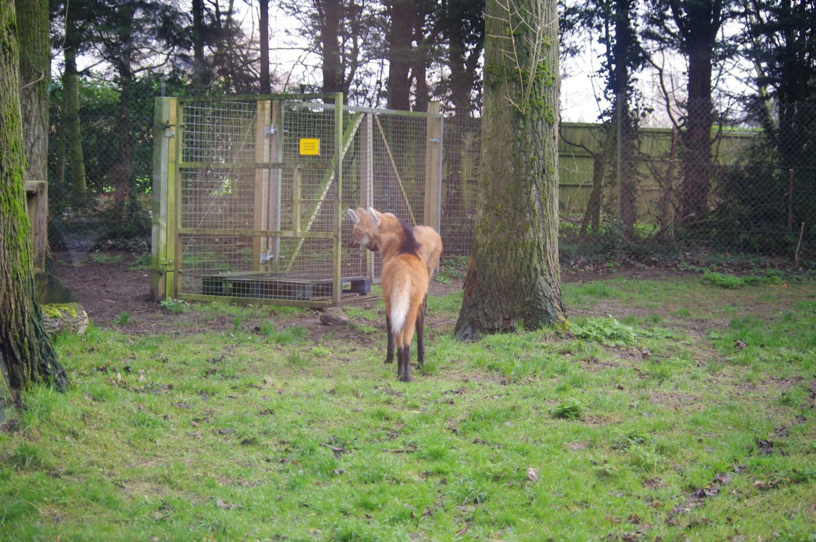 Maned Wolves- 19/2/2024