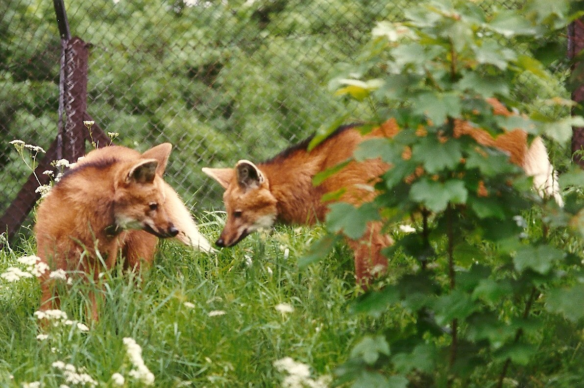 Maned Wolves 4th June 1994