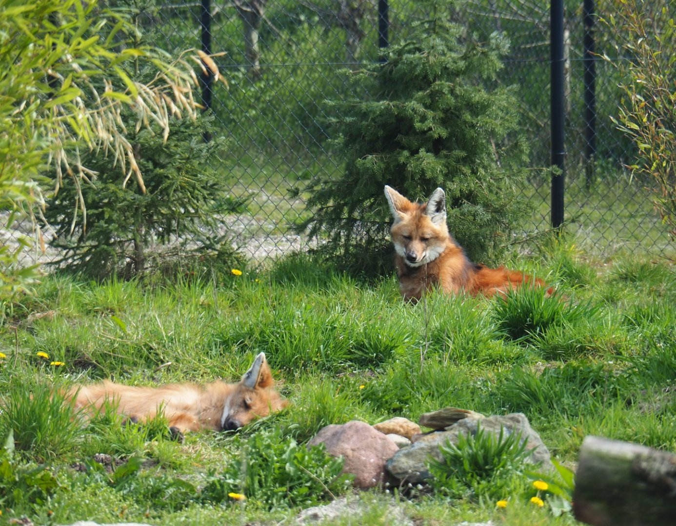 Maned wolves (Chrysocyon brachyurus), 2019-04-06