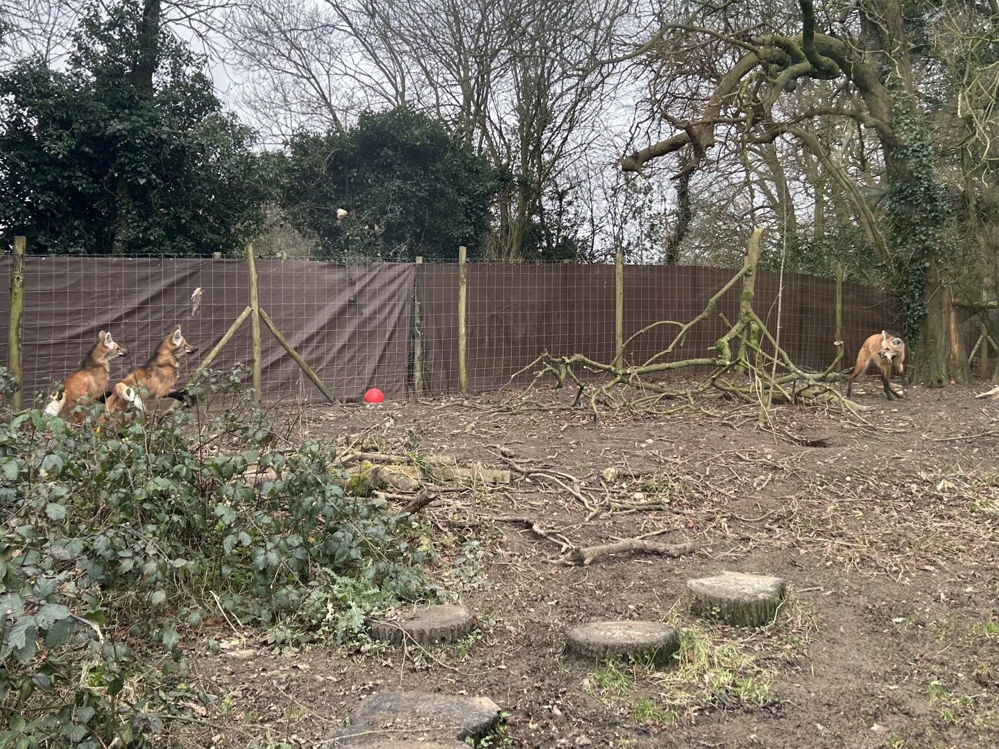 Maned Wolves (Chrysocyon brachyurus)