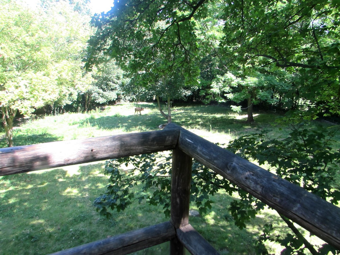 Maned Wolves enclosure - July/2017