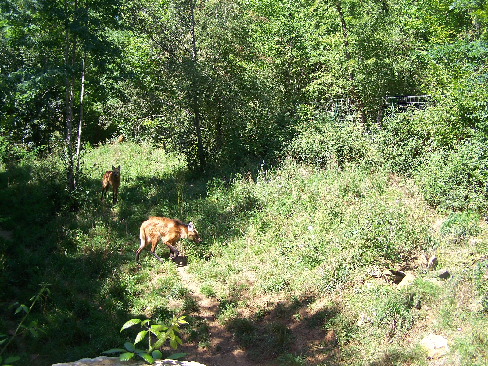 Maned Wolves enclosure