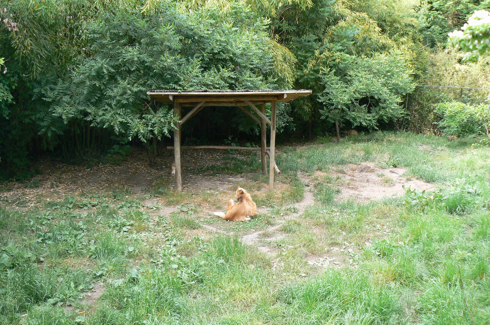 Maned wolves exhibit