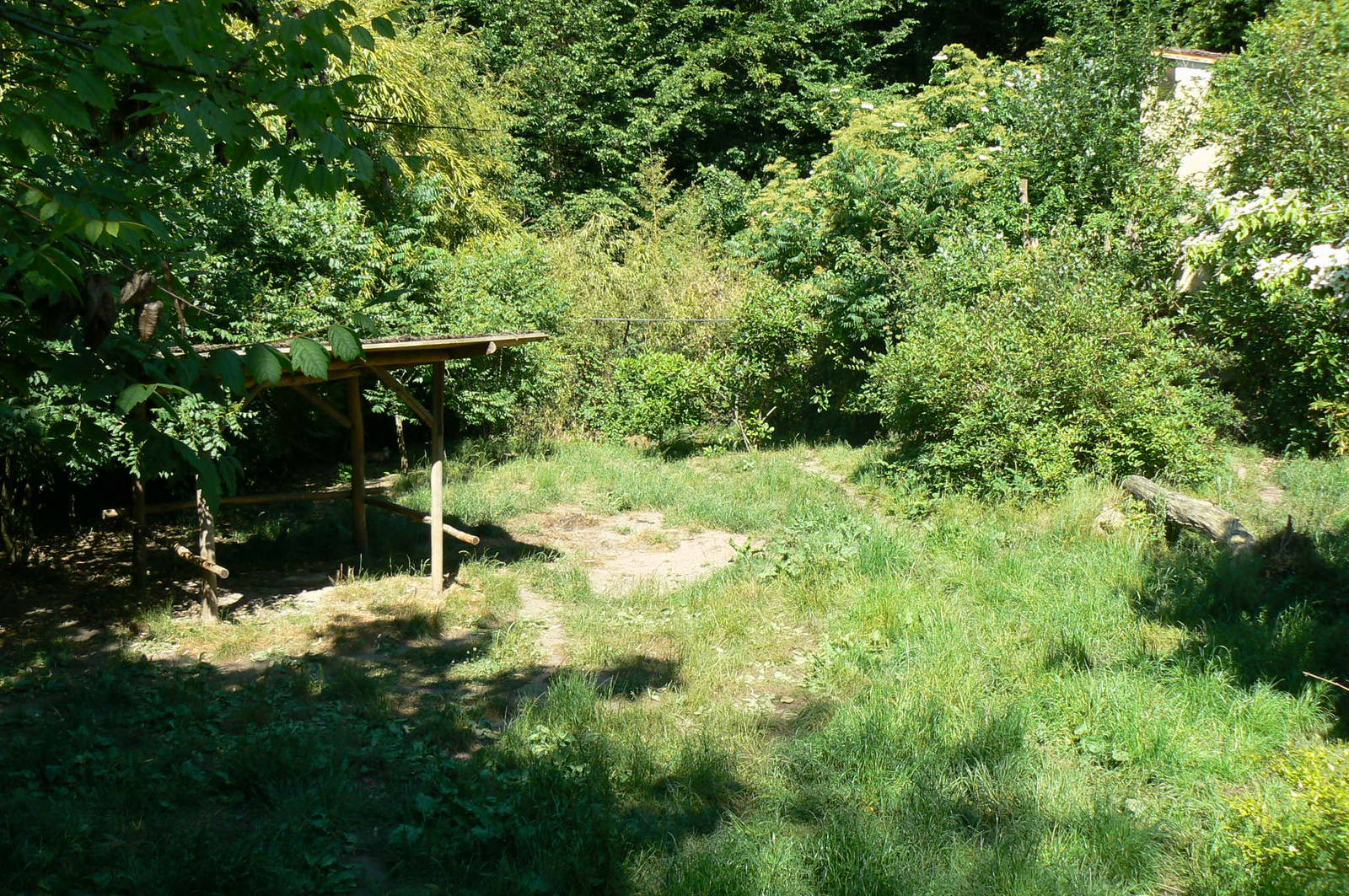Maned wolves exhibit