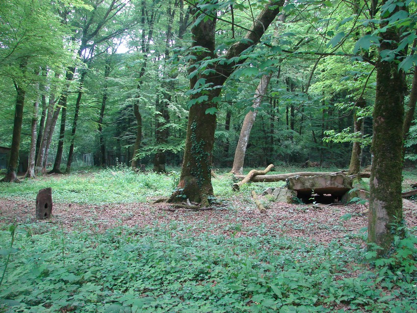 Maned wolves exhibit