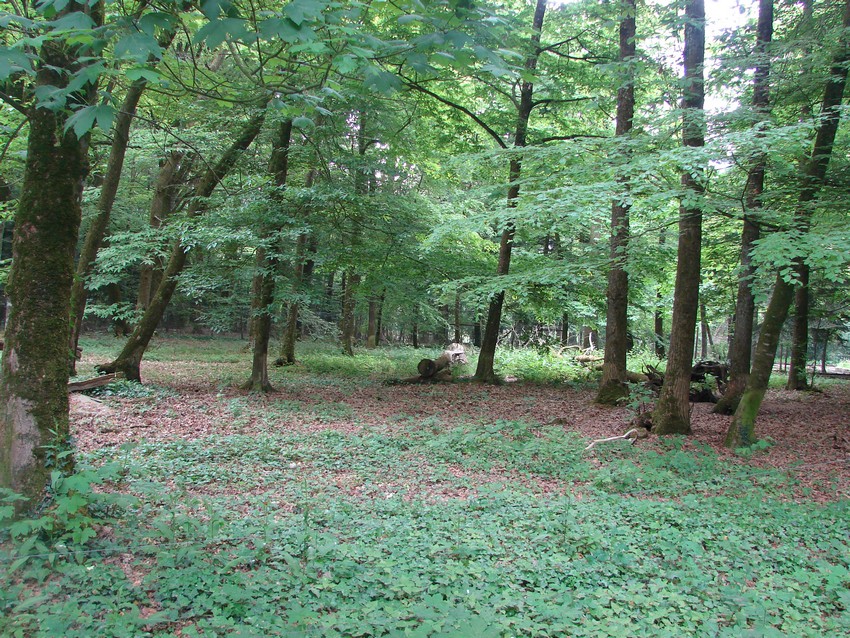 Maned wolves exhibit
