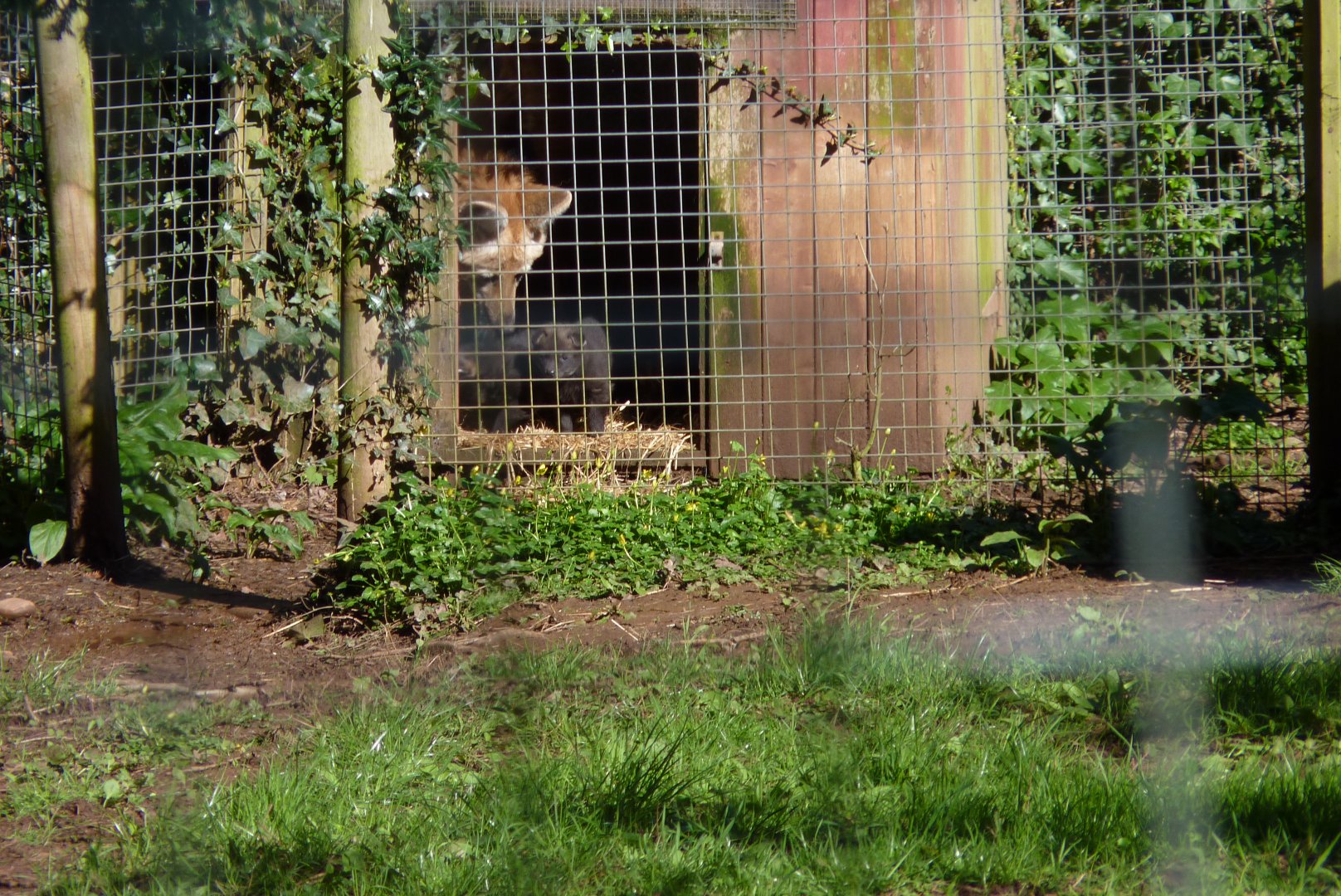 Maned Wolves, March 2017
