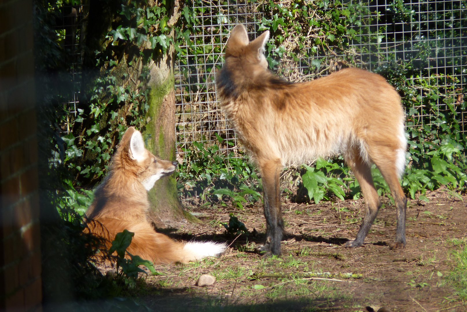 Maned Wolves, March 2017