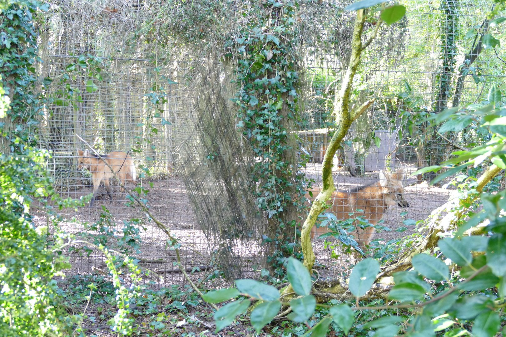 Maned Wolves, March 2018