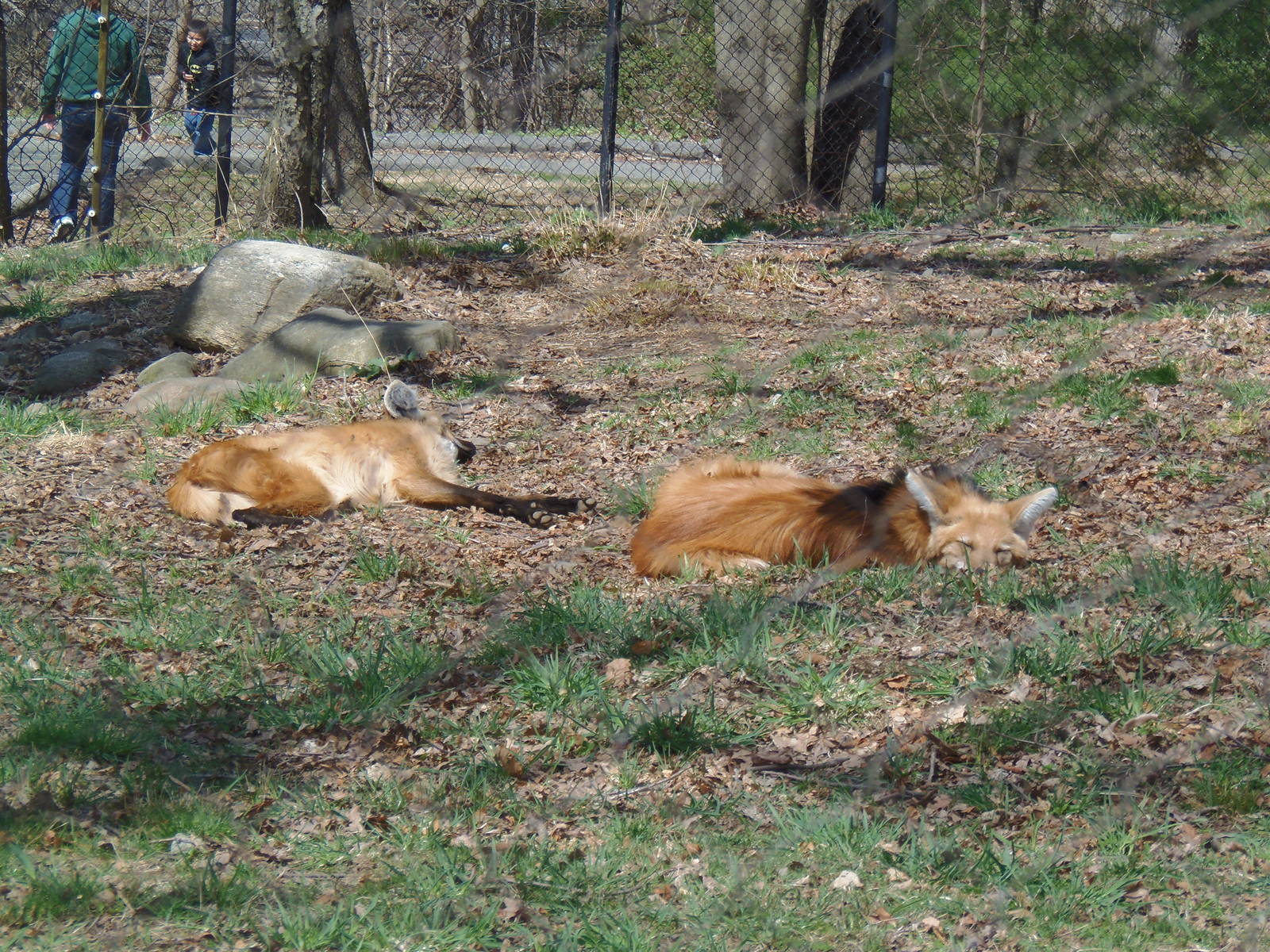 Maned Wolves Napping