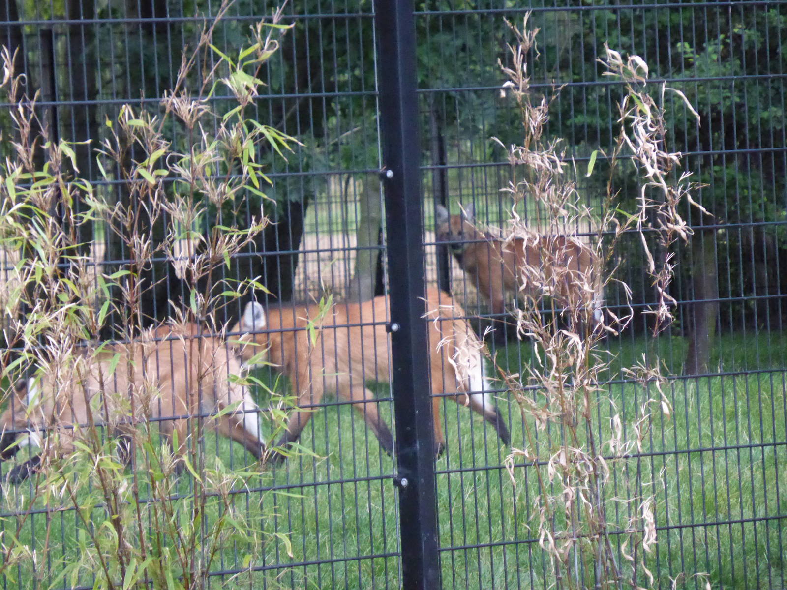 Maned wolves