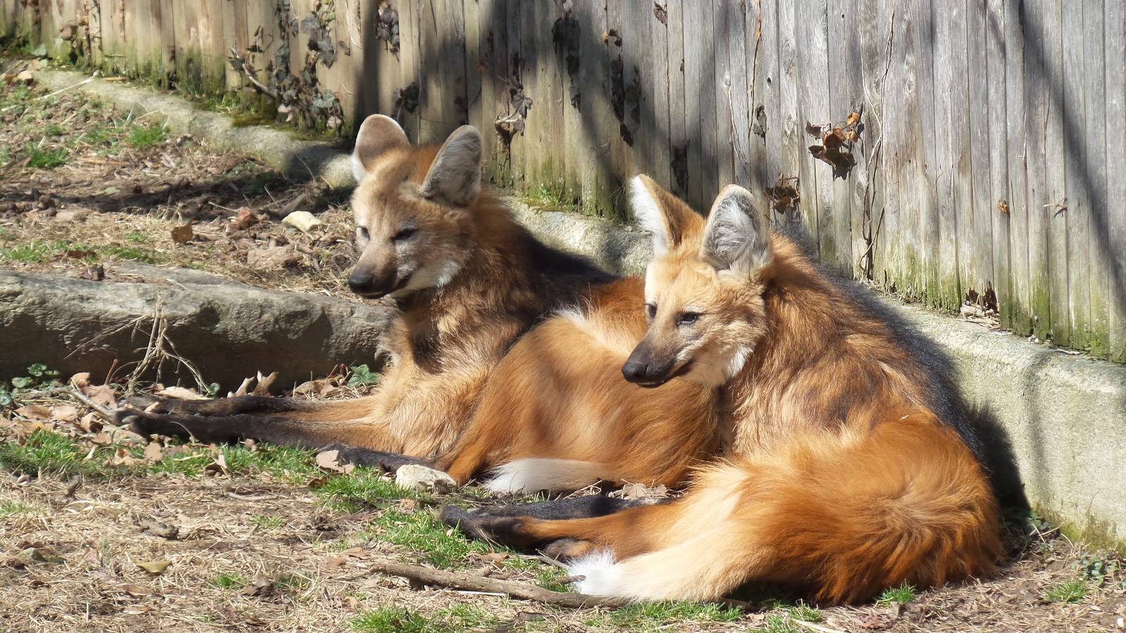 Maned Wolves
