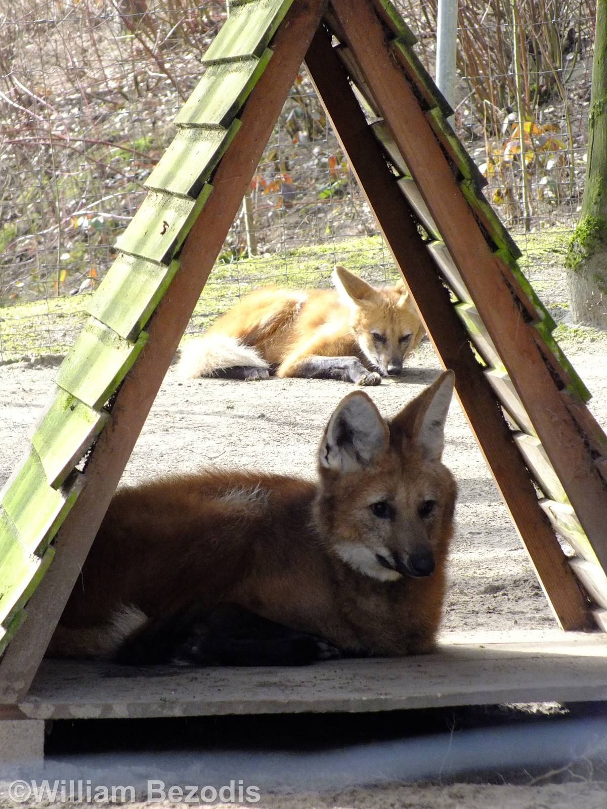 Maned Wolves