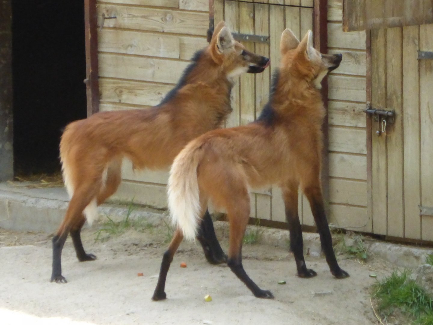 Maned wolves