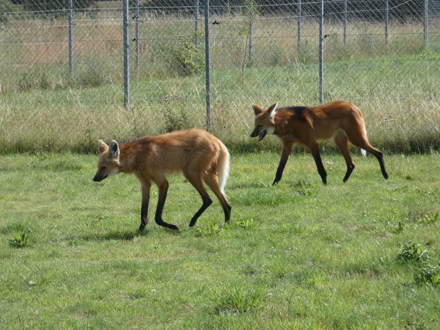 Maned Wolves