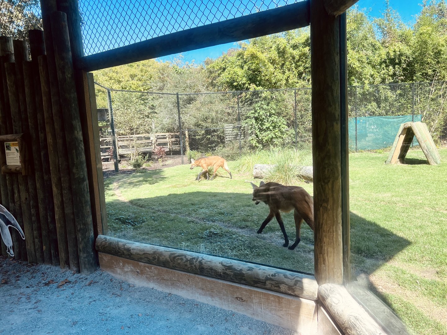 Maned Wolves