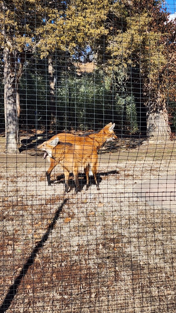 Maned Wolves
