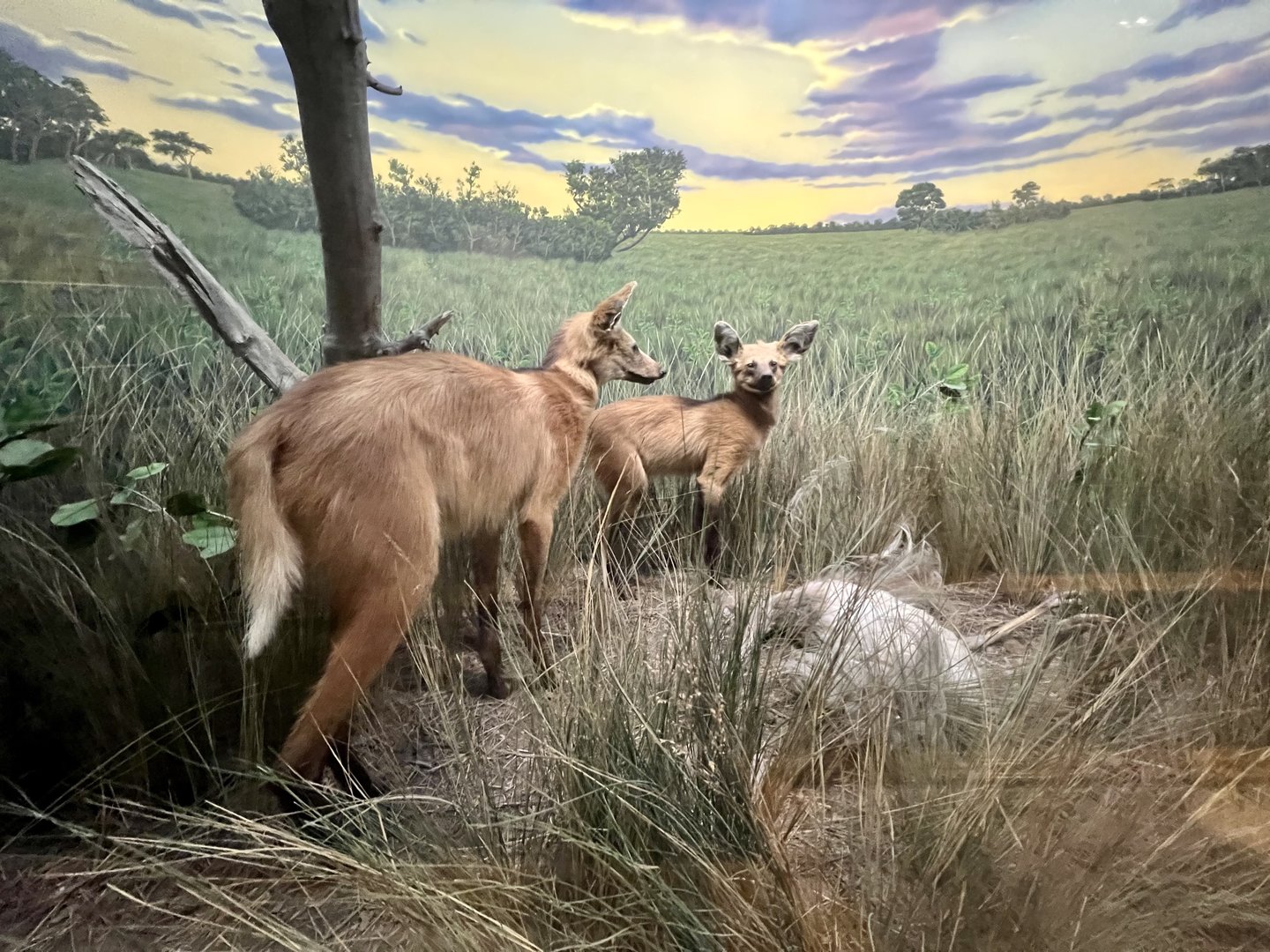 Maned Wolves