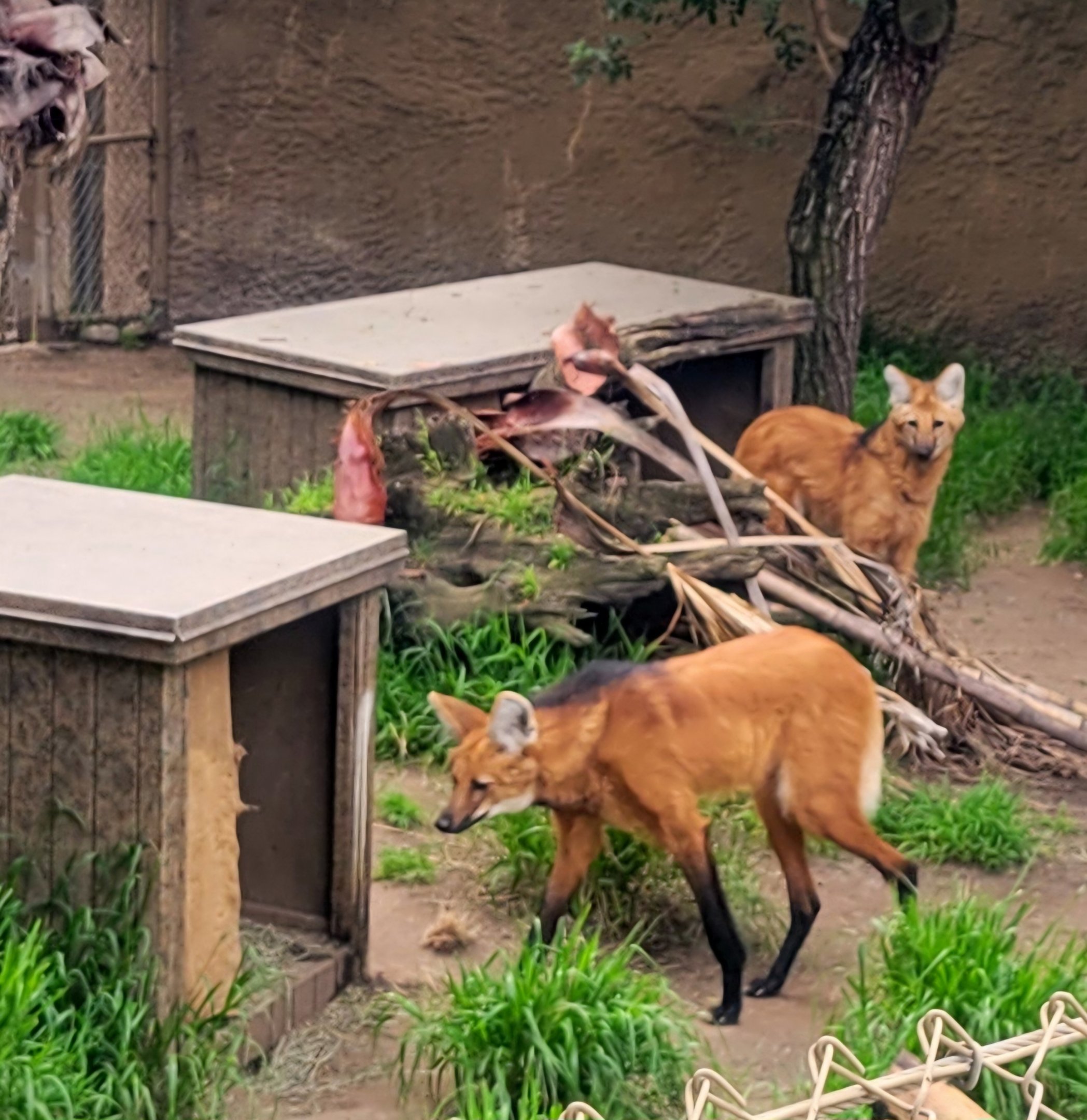 Maned Wolves