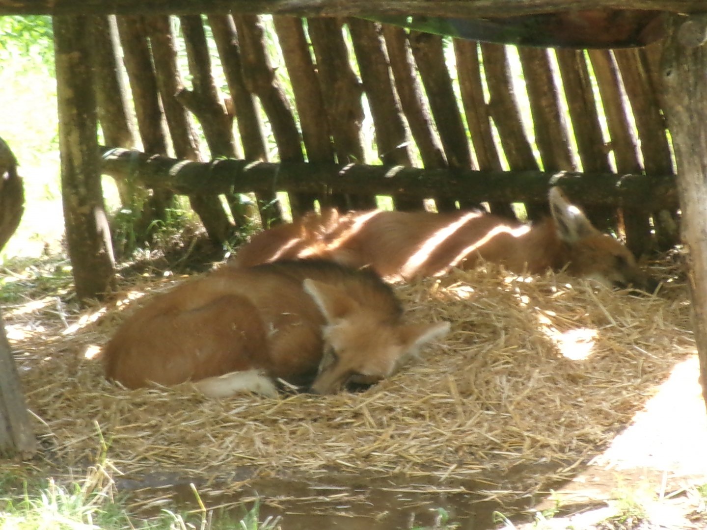 Maned wolves