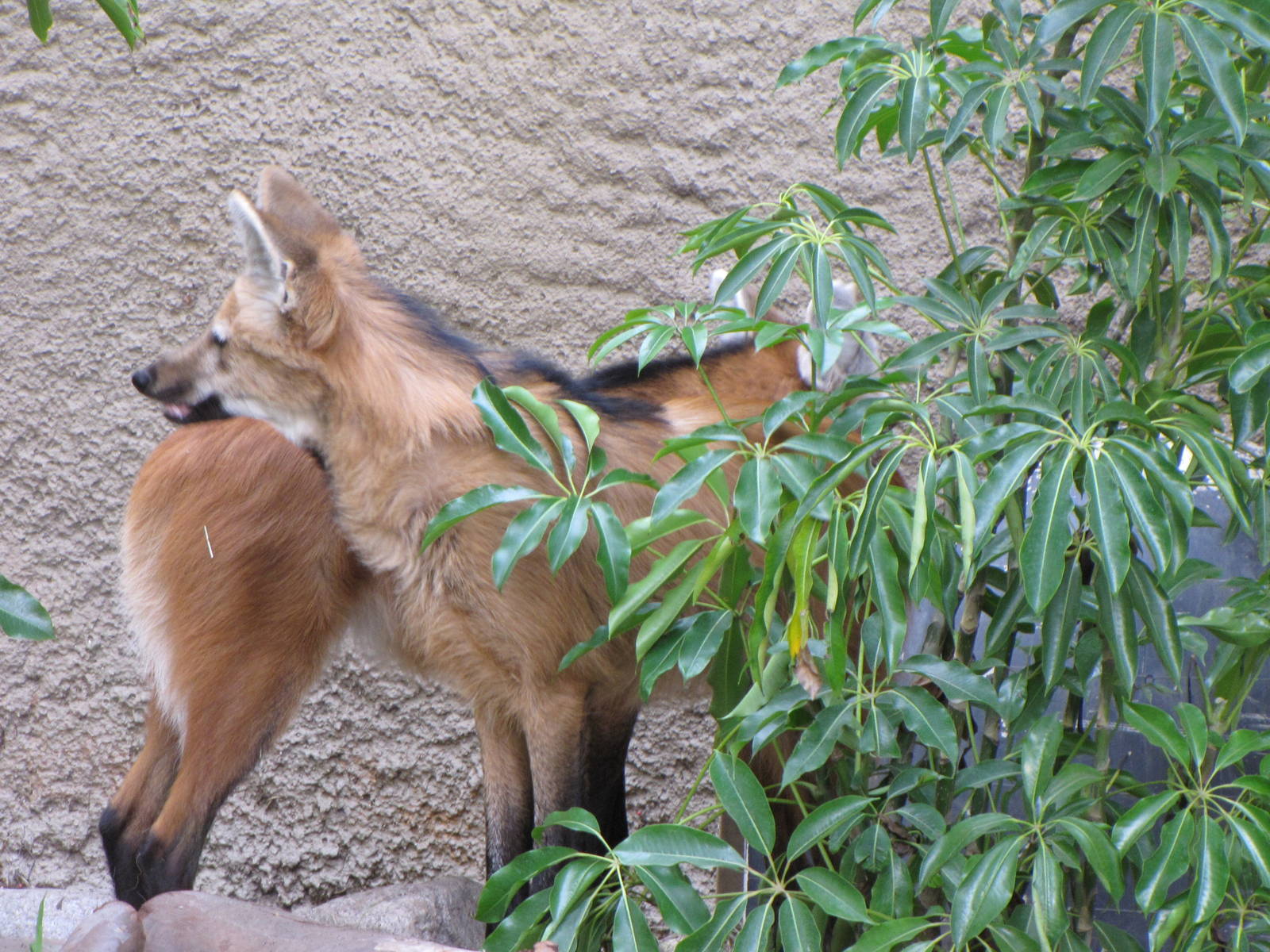 Maned Wolves