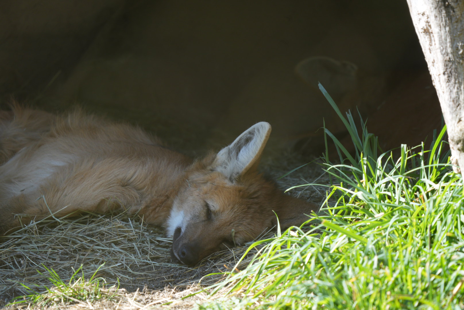 Maned Wolves