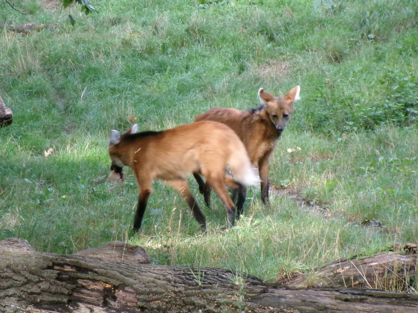 Maned wolves