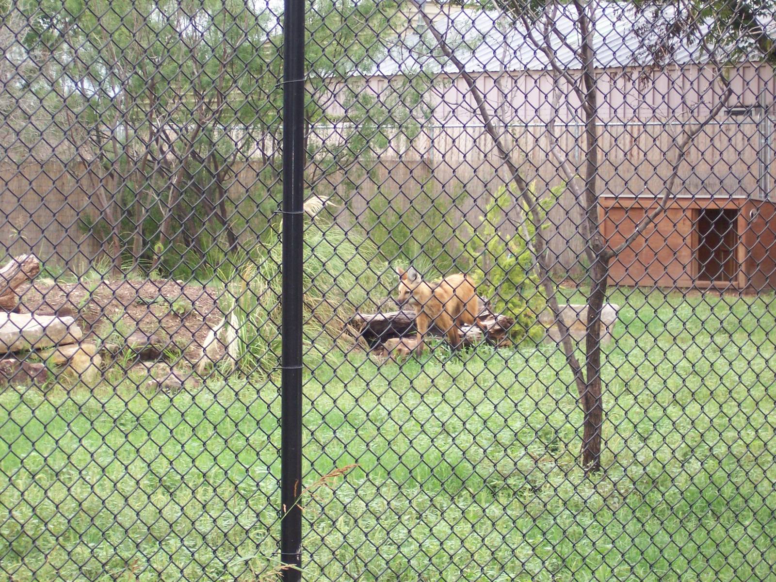 Maned Wolves