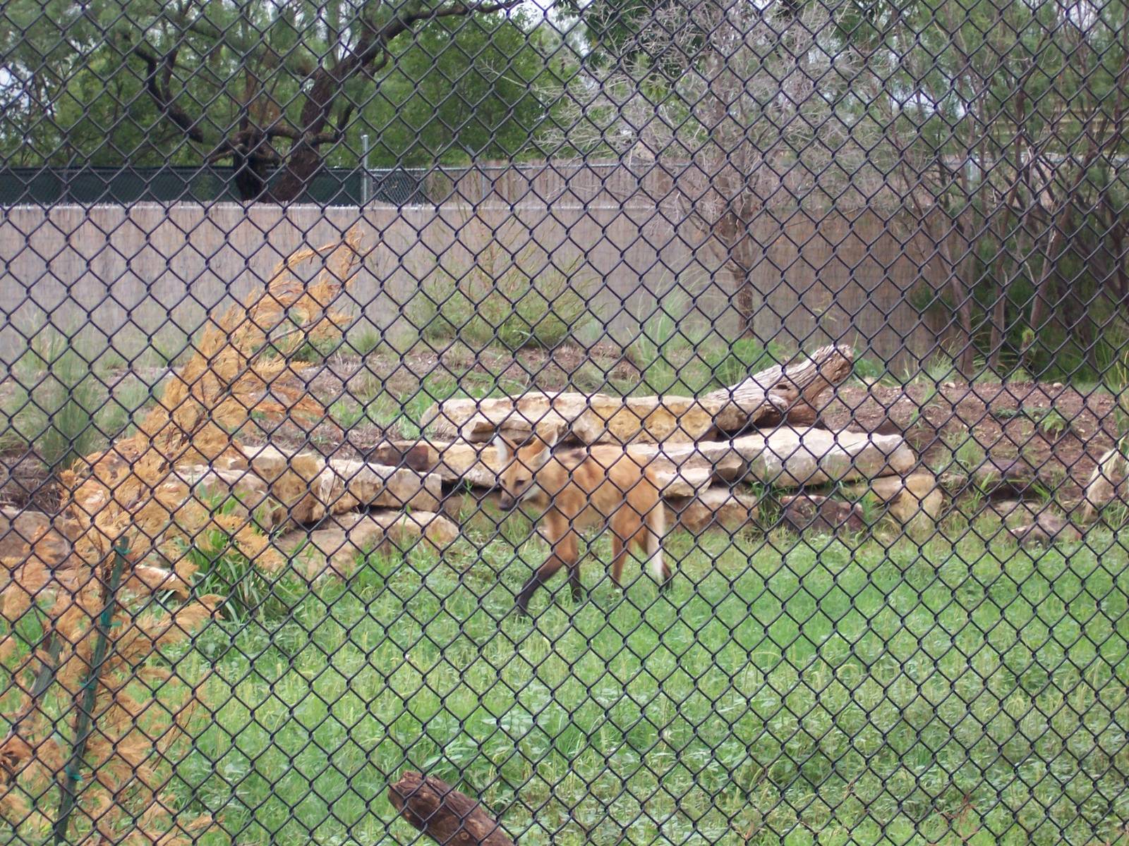 Maned Wolves