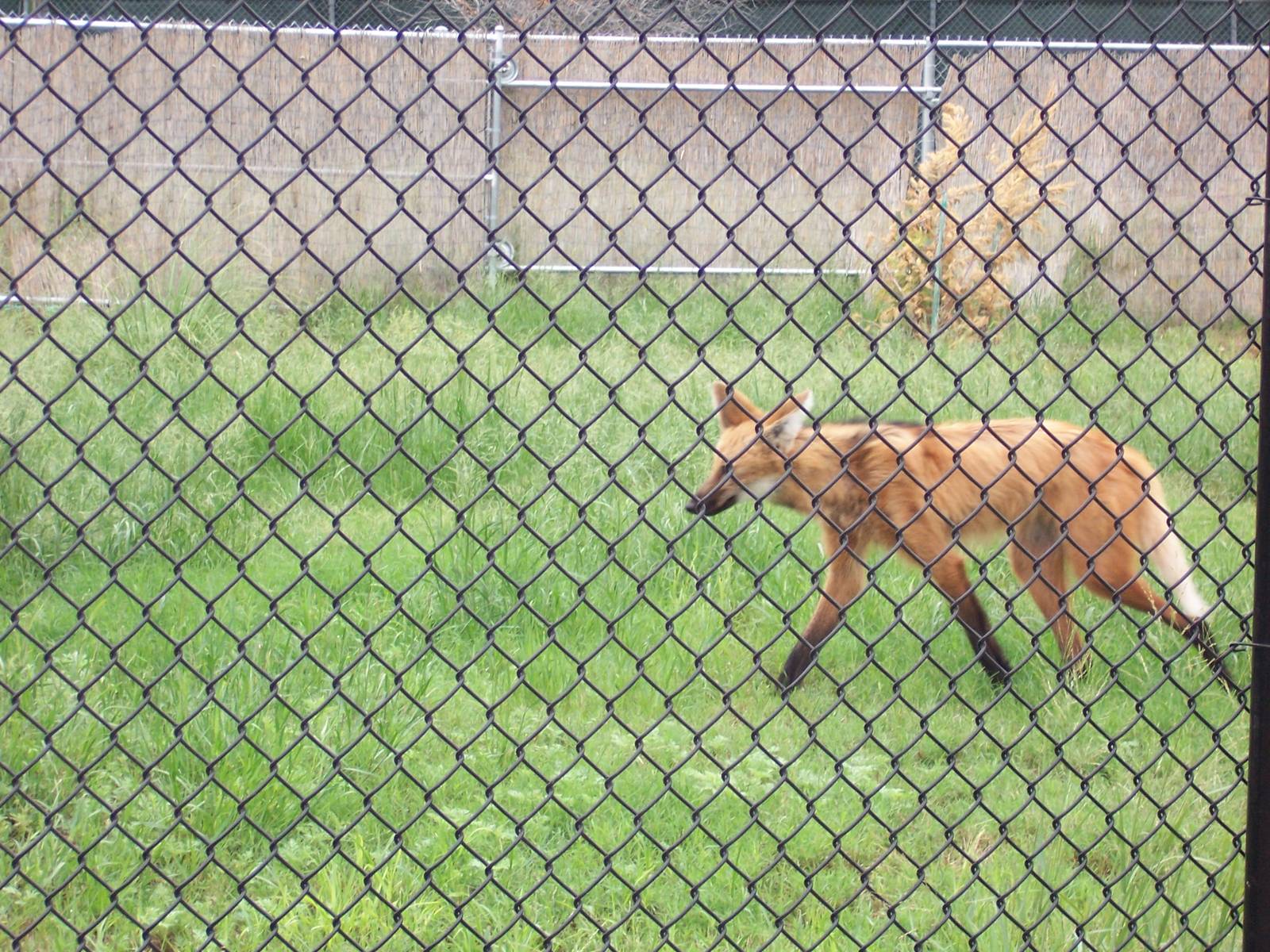 Maned Wolves