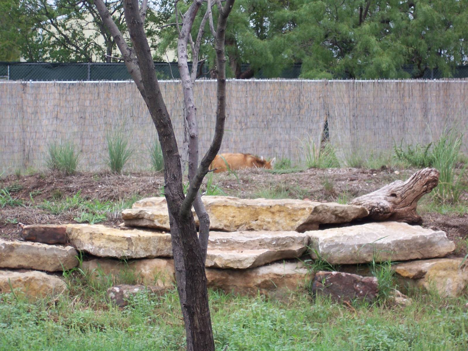 Maned Wolves