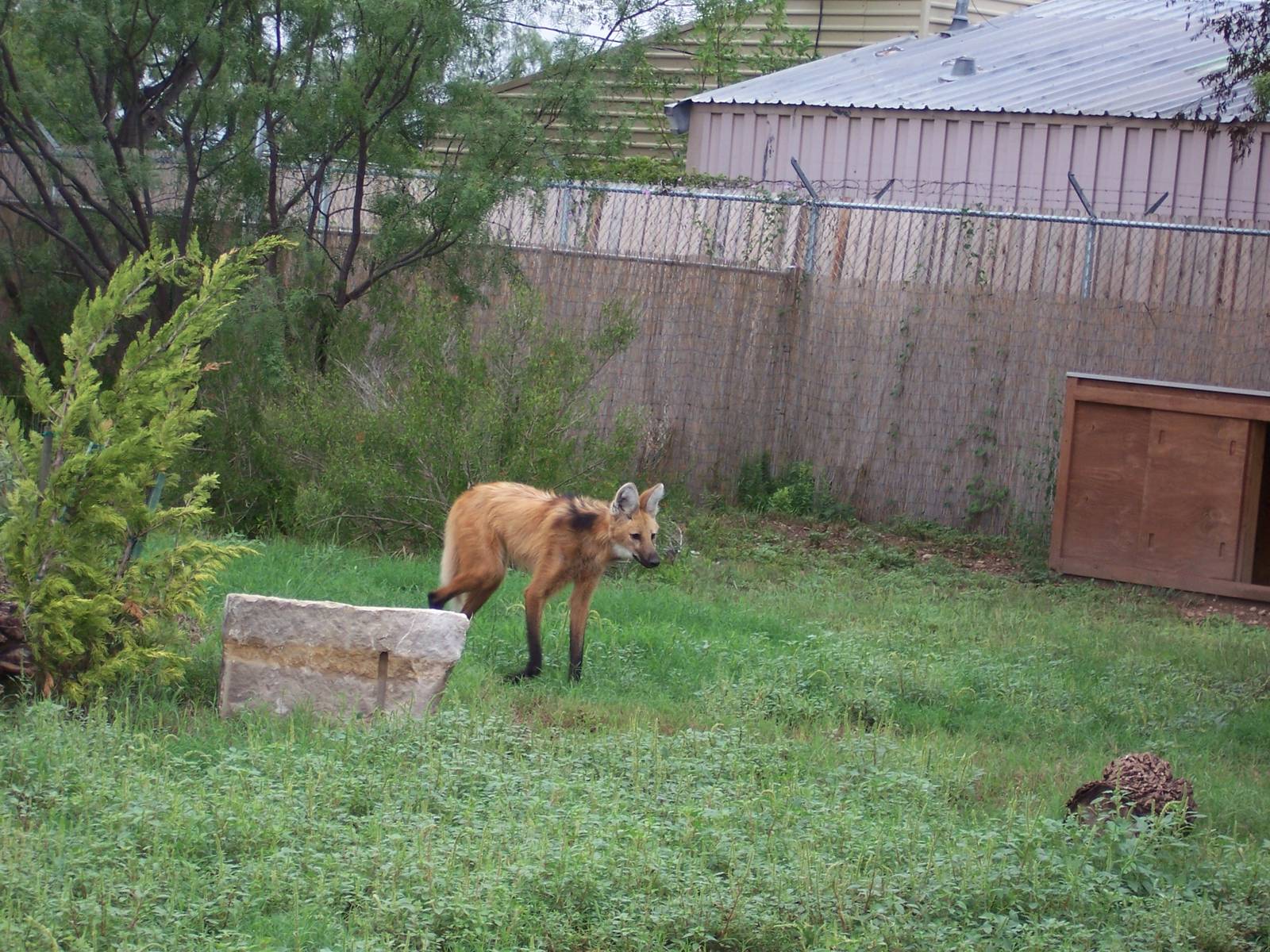 Maned Wolves