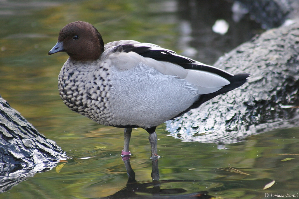 Maned Wood Duck (Chenonetta jubata) male
